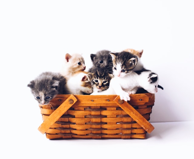 Cat Beds